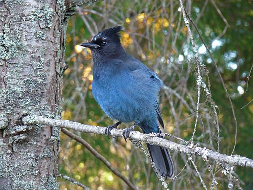 Steller's jay, Prince Rupert.jpg - Steller's jay ( Cyanocitta stelleri ), Prince Rupert